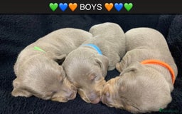 Miniature Dachshund dogs for sale: 🌟QUALITY KC REG & PRA CLR MINIATURE DACHSHUNDS🌟 - Image 6