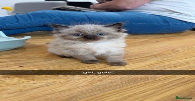 Ragdoll cats - Advert 10