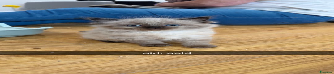 Ragdoll Kitten 4