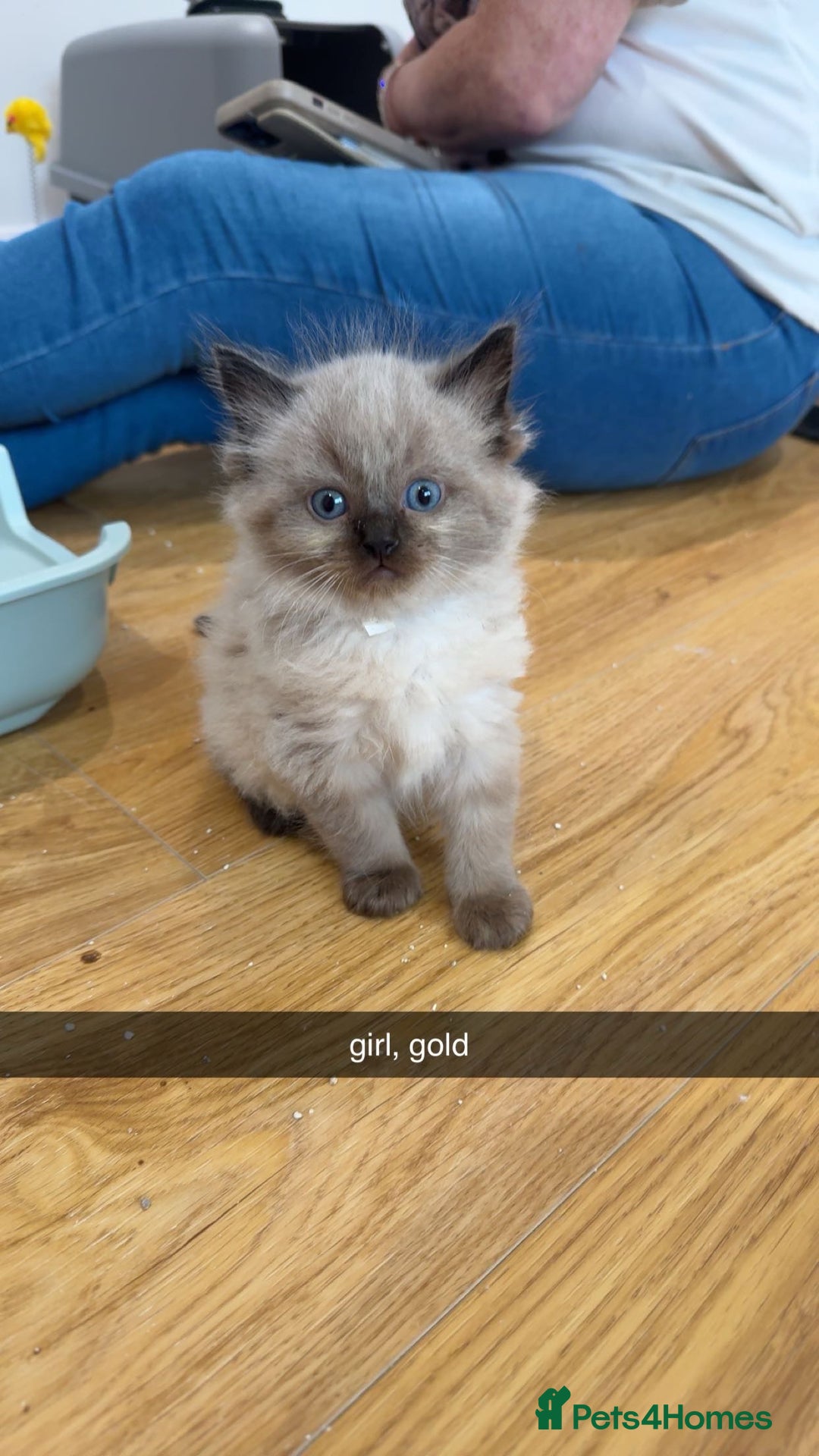 Ragdoll cats for sale: Beautiful family reared Ragdoll kittens  - Image 3