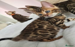 Bengal cats for sale: ✨ Bengal TICA Registered kittens Available ✨🐱 - Image 20