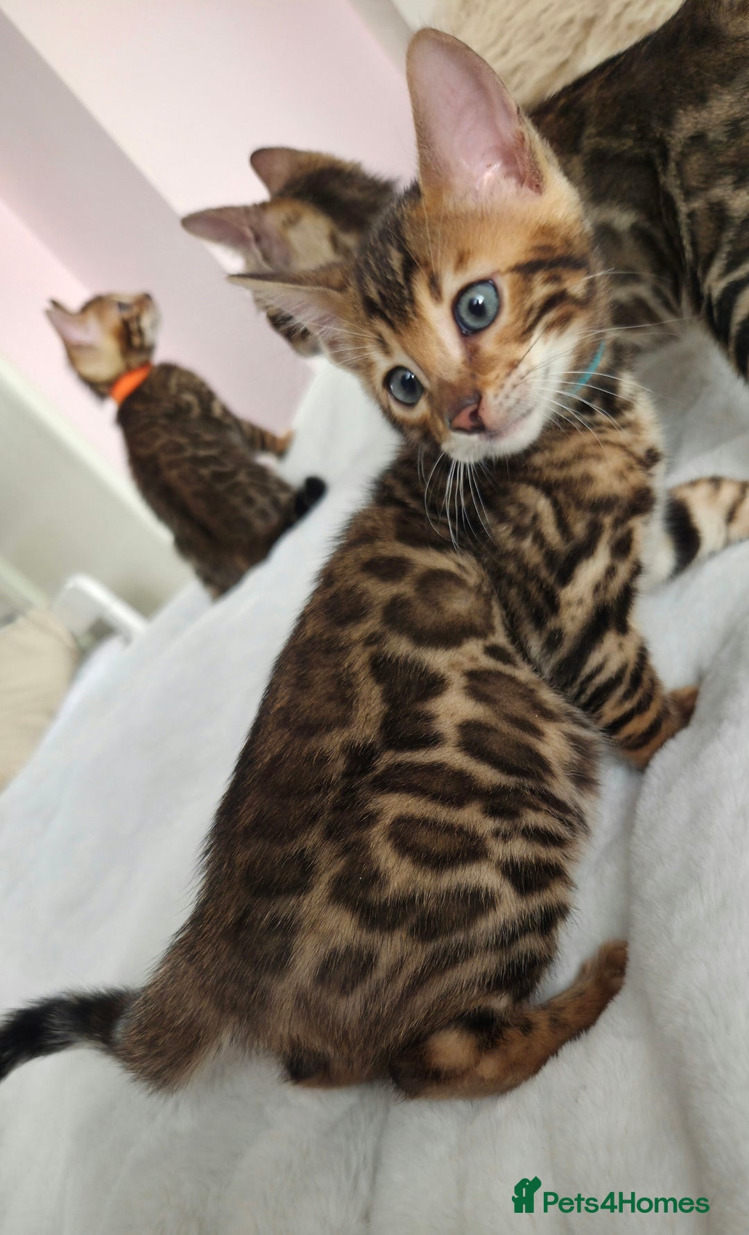 Bengal cats for sale: ✨ Bengal TICA Registered kittens Available ✨🐱 - Image 20