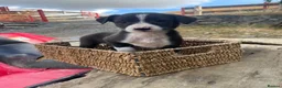 Mixed Breed dogs for sale: Working dogs - Advert 7
