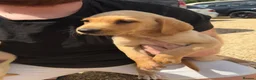 Labrador Retriever dogs for sale: Labrador puppies ready to leave! - Advert 24