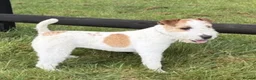 Parson Russell dogs for sale: Quality bred parson terrier pups  - Advert 4