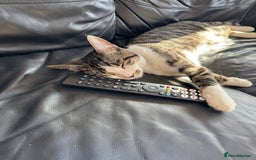 Domestic Shorthair cats for sale: Adult male outdoor cat  - Image 3