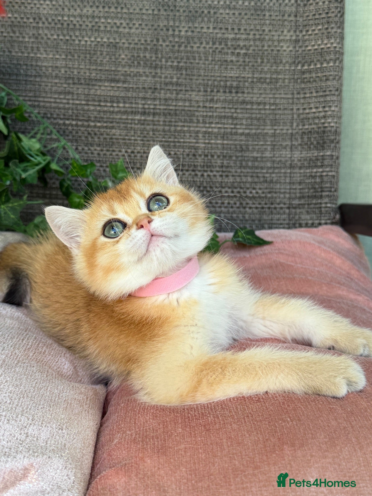 British Shorthair cats British Shorthair golden kittens GCCF  - Advert 5