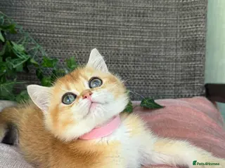 British Shorthair cats British Shorthair golden kittens GCCF - Advert 5