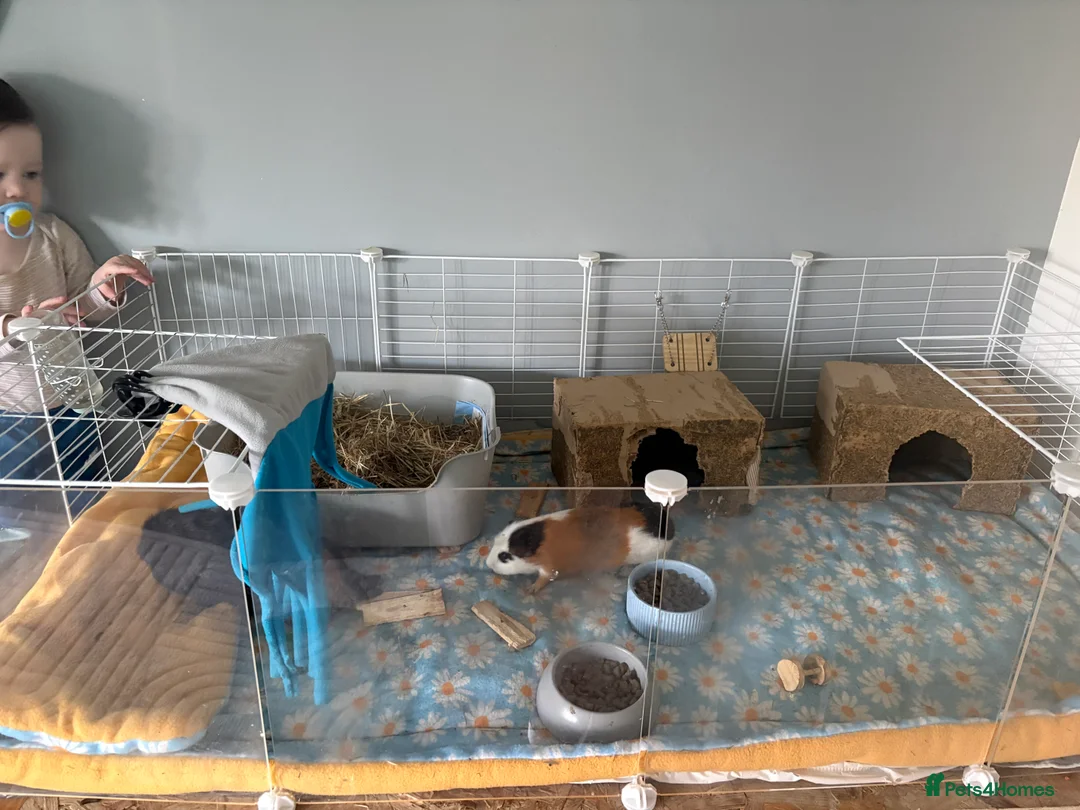 Guinea Pig rodents for sale: 2 male guinea pigs in Chelmsford - Advert 1