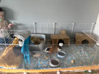 Guinea Pig rodents 2 male guinea pigs in Chelmsford - Advert 3