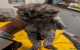 British Shorthair cats for sale:  🐾 BSH Blue,Chocolate& Tabby– Whiskers Kittens 🐾 - Image 14