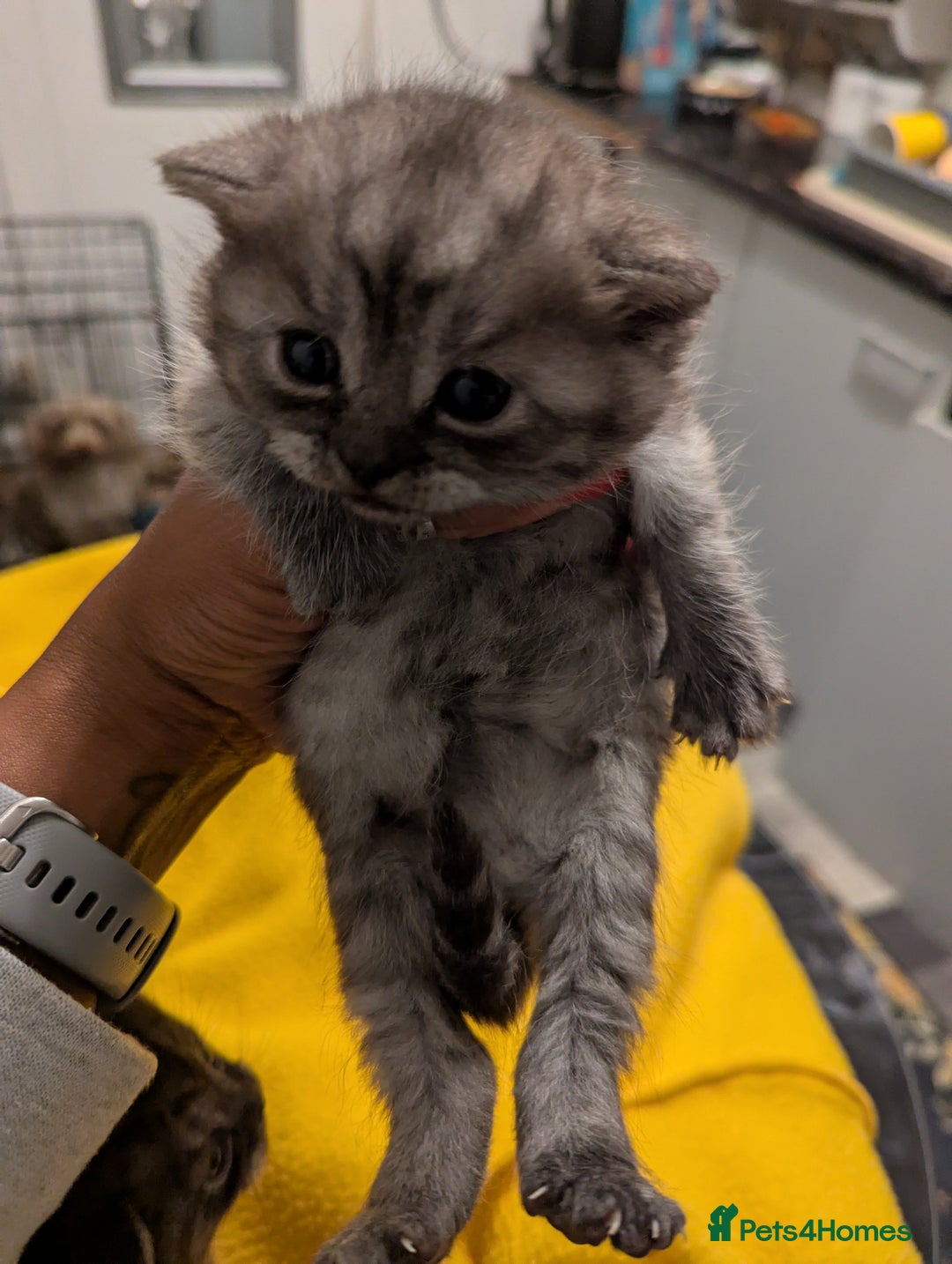 British Shorthair cats for sale:  🐾 BSH Blue,Chocolate& Tabby– Whiskers Kittens 🐾 - Image 14