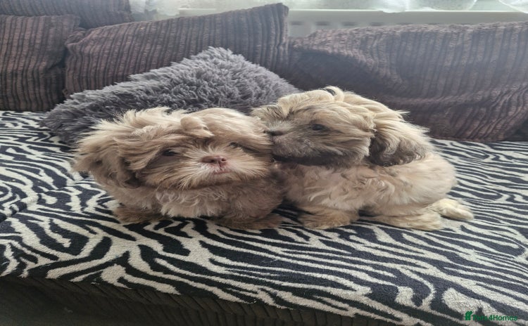 Shih Tzu dogs - Advert 1
