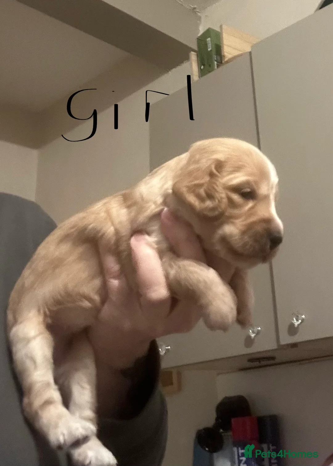 Cockapoo dogs for sale: Cockapoo puppies for sale  - Advert 14