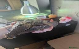 Tortoise reptiles for sale: Horsfield Tortoise 5yrs old male  - Image 5