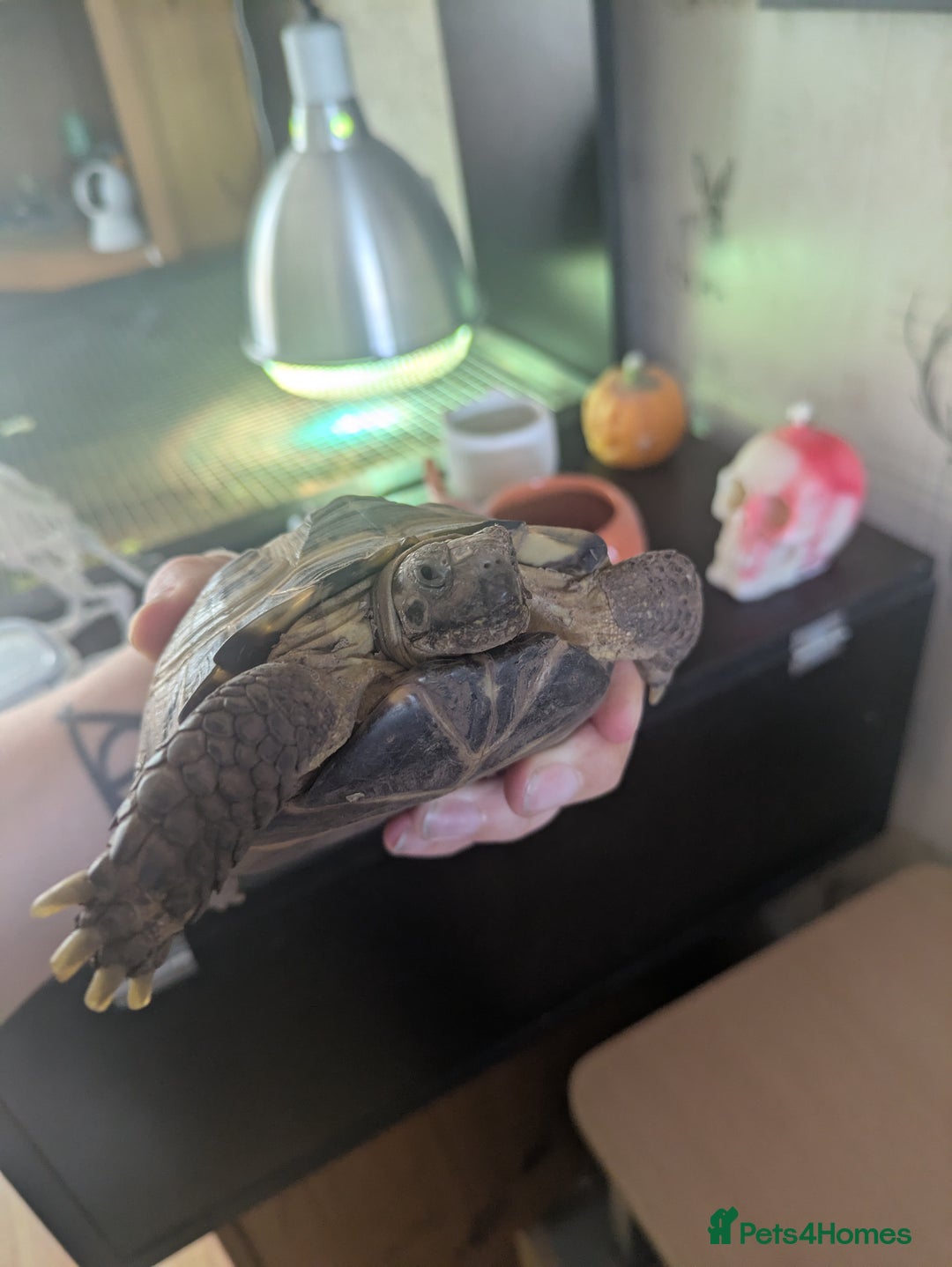 Tortoise reptiles for sale: Horsfield Tortoise 5yrs old male  - Image 5