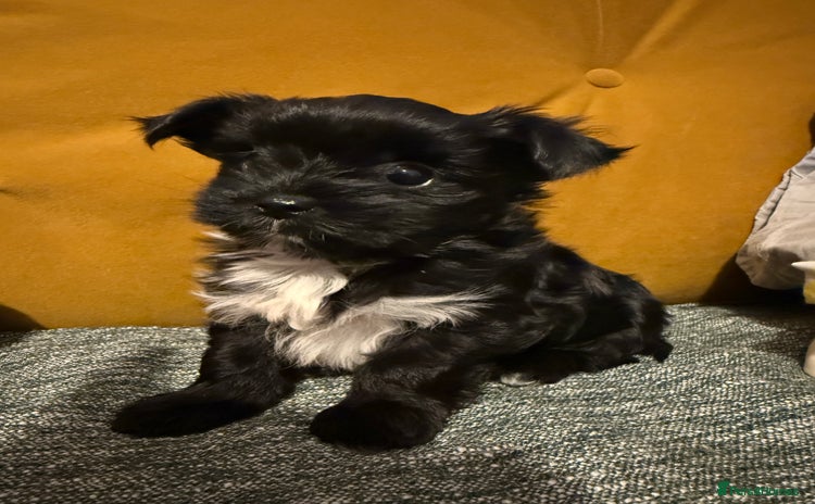 Yorkshire Terrier dogs - Advert 2