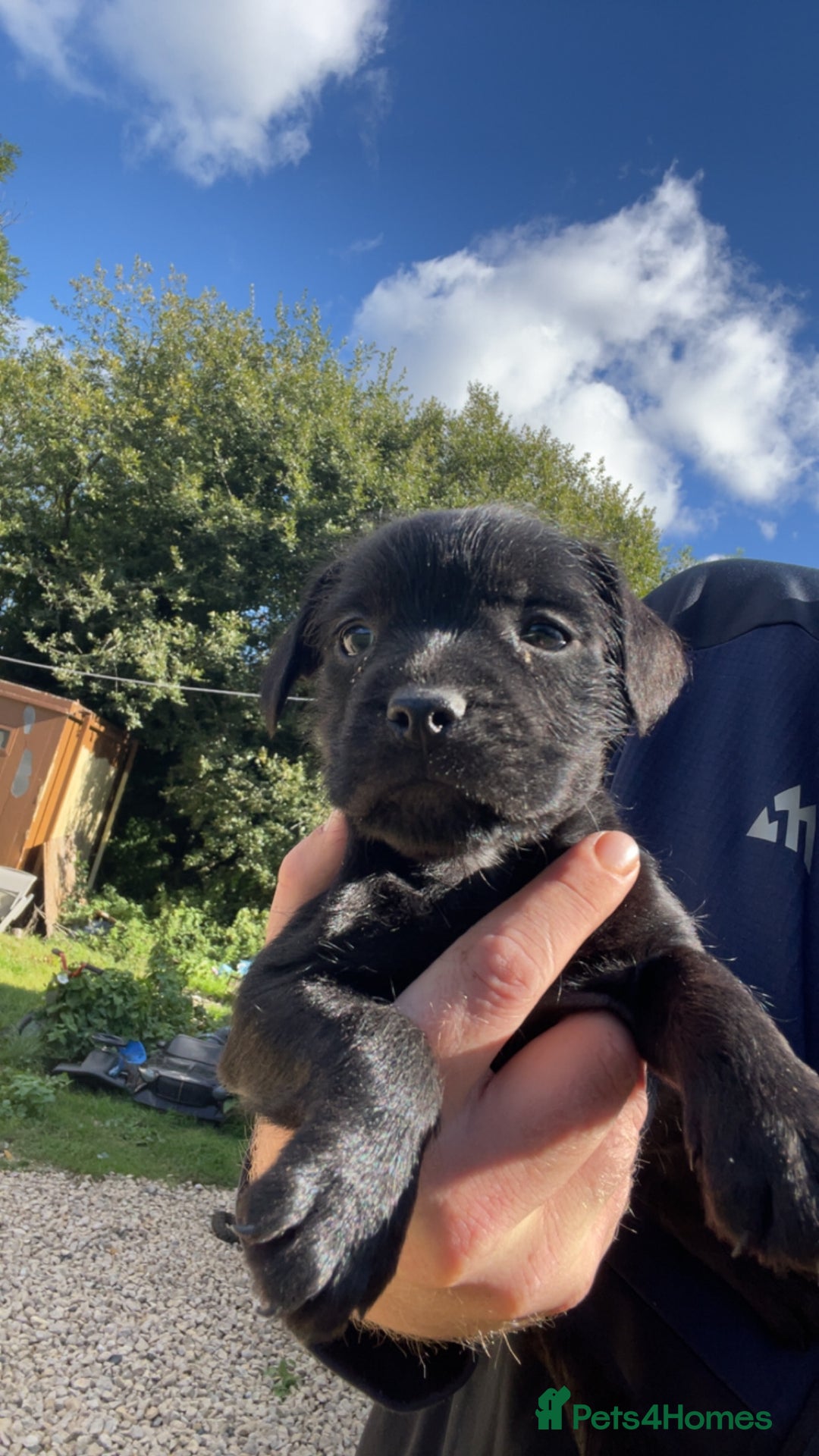 Patterdale Terrier dogs for sale: Patter dale  - Image 2
