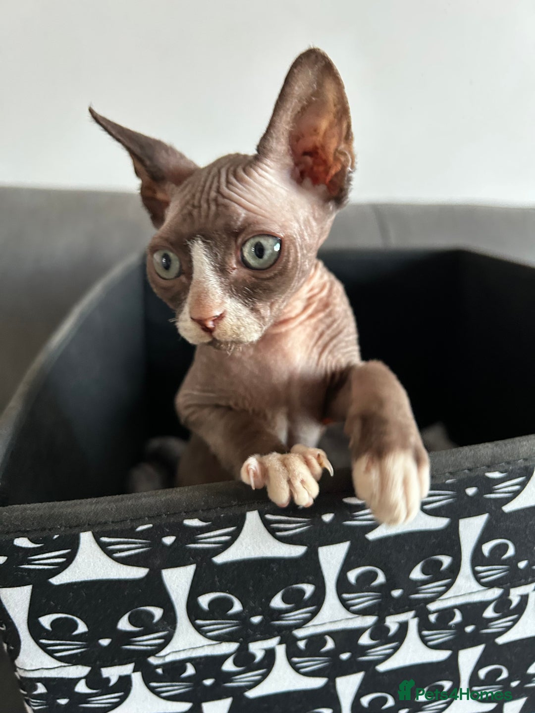 Sphynx cats for sale: Adorable Sphynx Kitten for sale - Advert 3