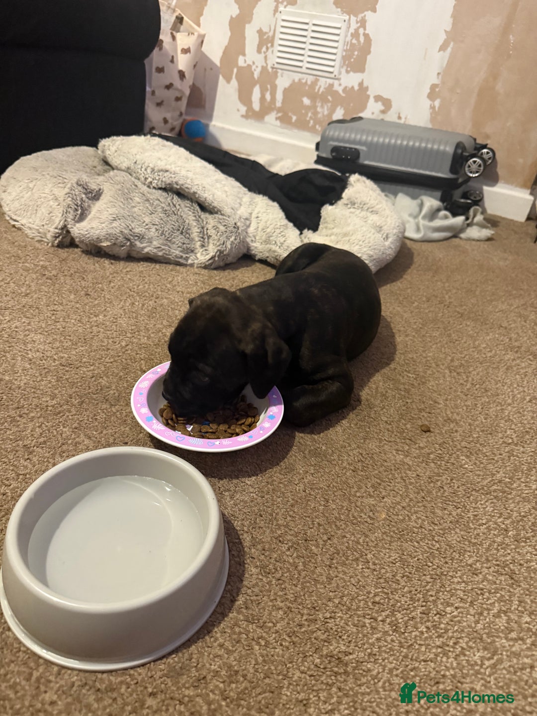 Mixed Breed dogs for sale: 9 week old cane corso cross - Image 3