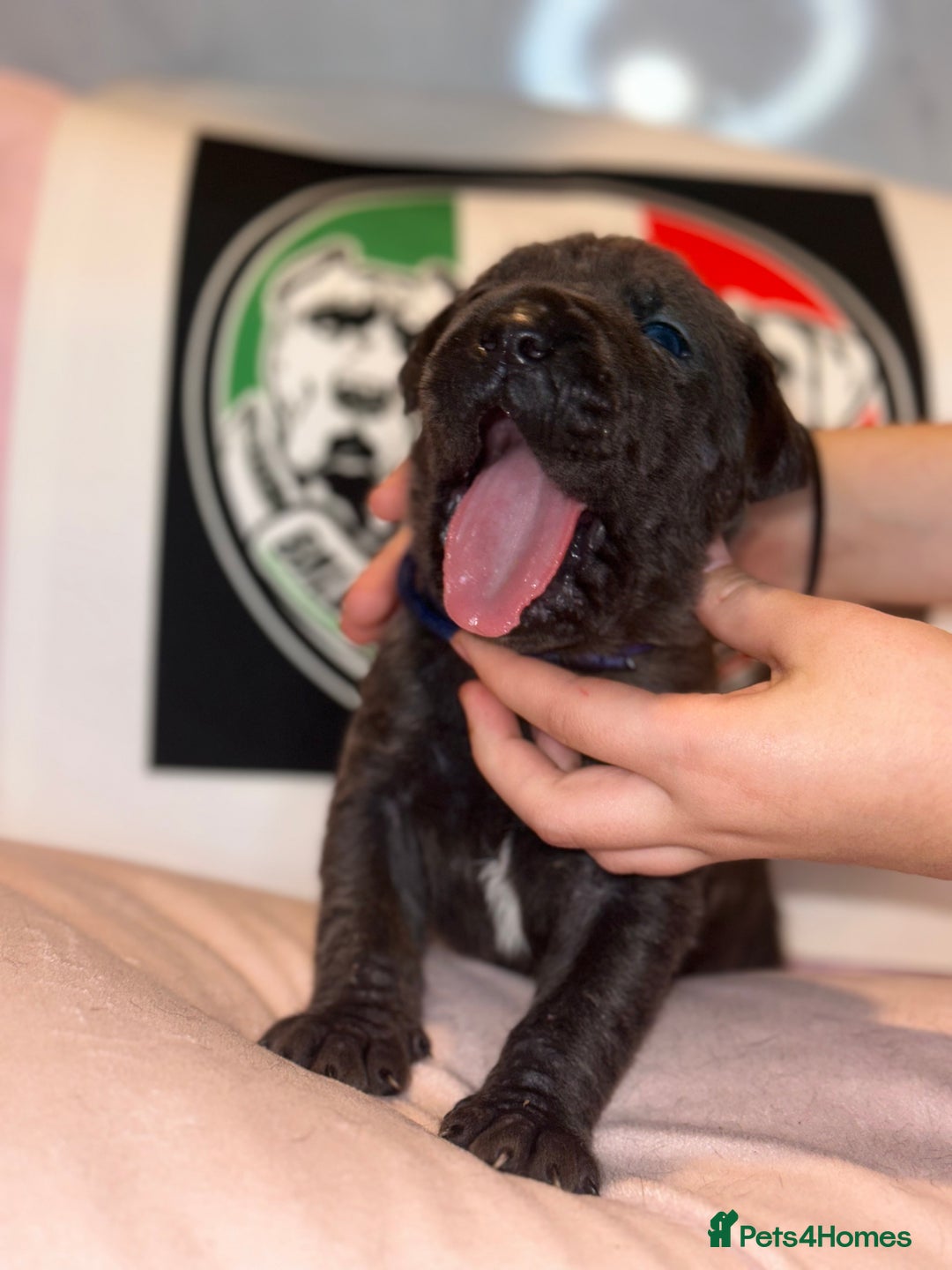 Cane Corso dogs for sale: Cane corso IKC/FCI  - Advert 8