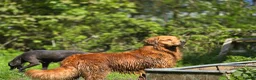 Golden Retriever dogs for stud: Golden retriever at stud - Advert 4