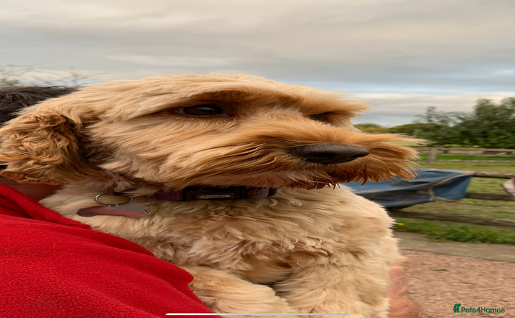 Cockapoo dogs - Advert 1