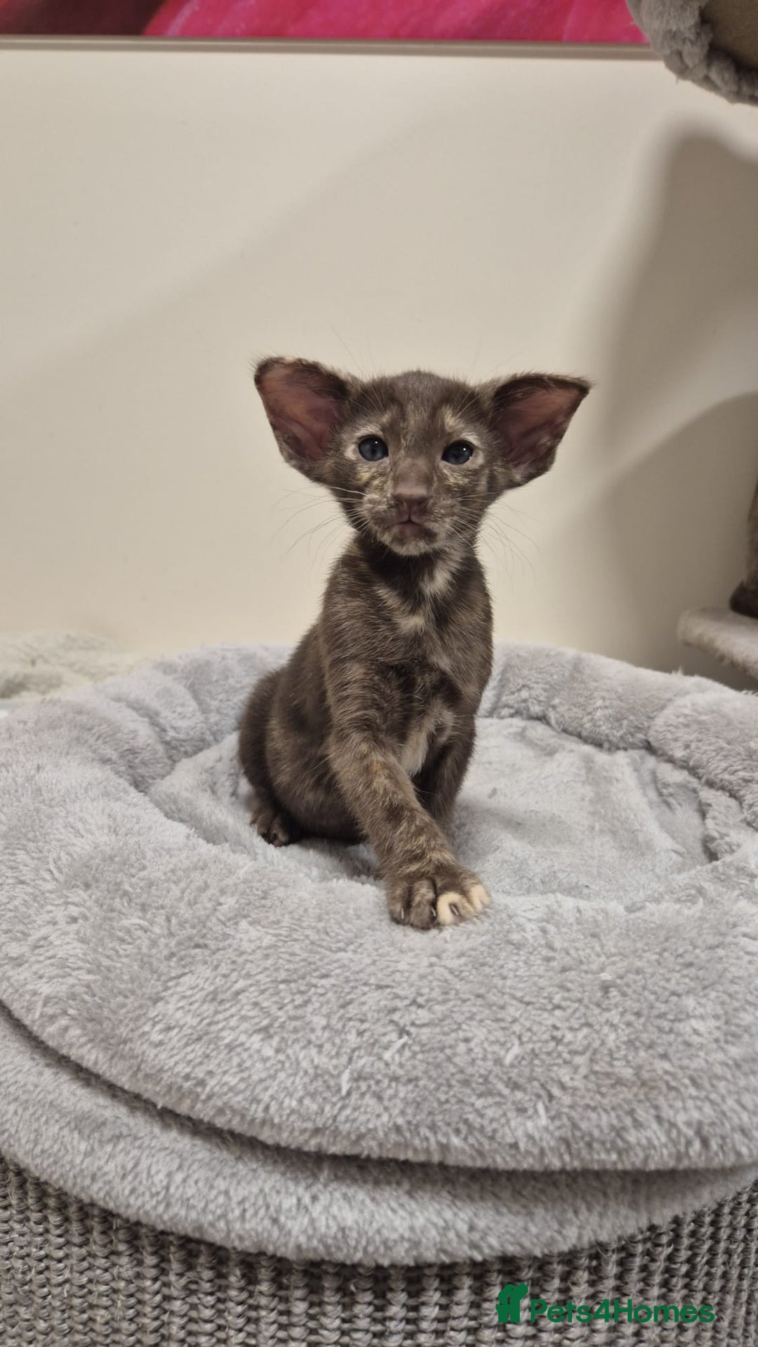 Oriental cats for sale: Oriental and Siamese kittens. - Advert 17