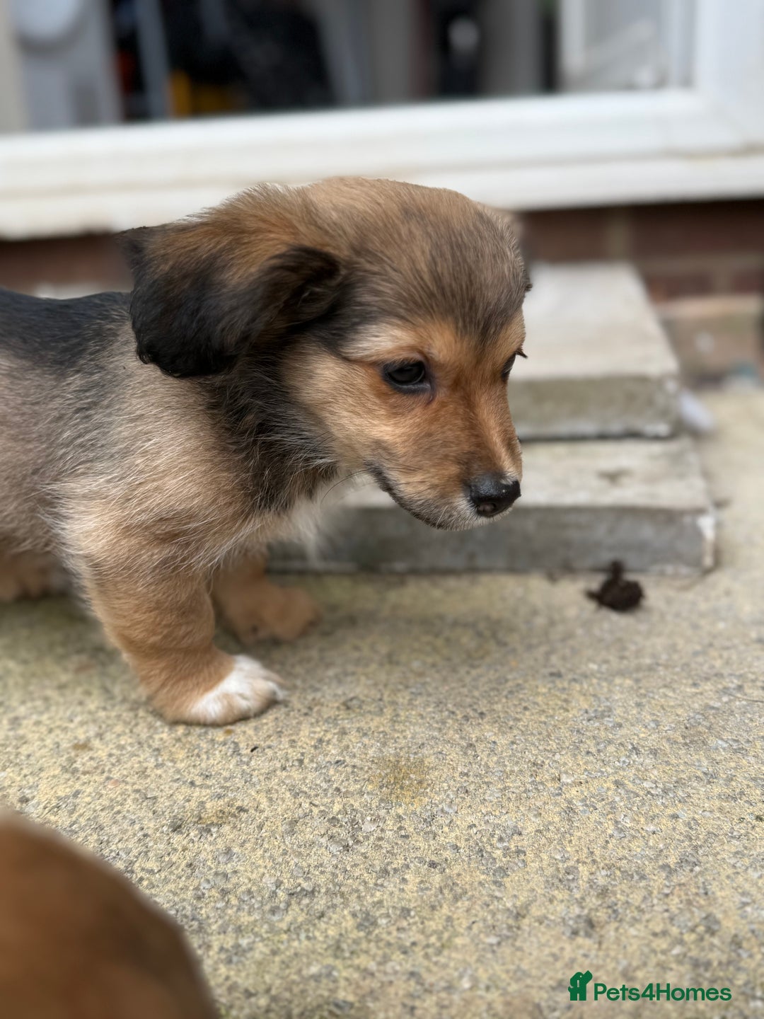 Chiweenie dogs for sale: chiweenies READY NOW !  - Image 10