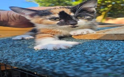 Persian cats for sale: Very beatifull mix breed/Persian kittens  - Image 19
