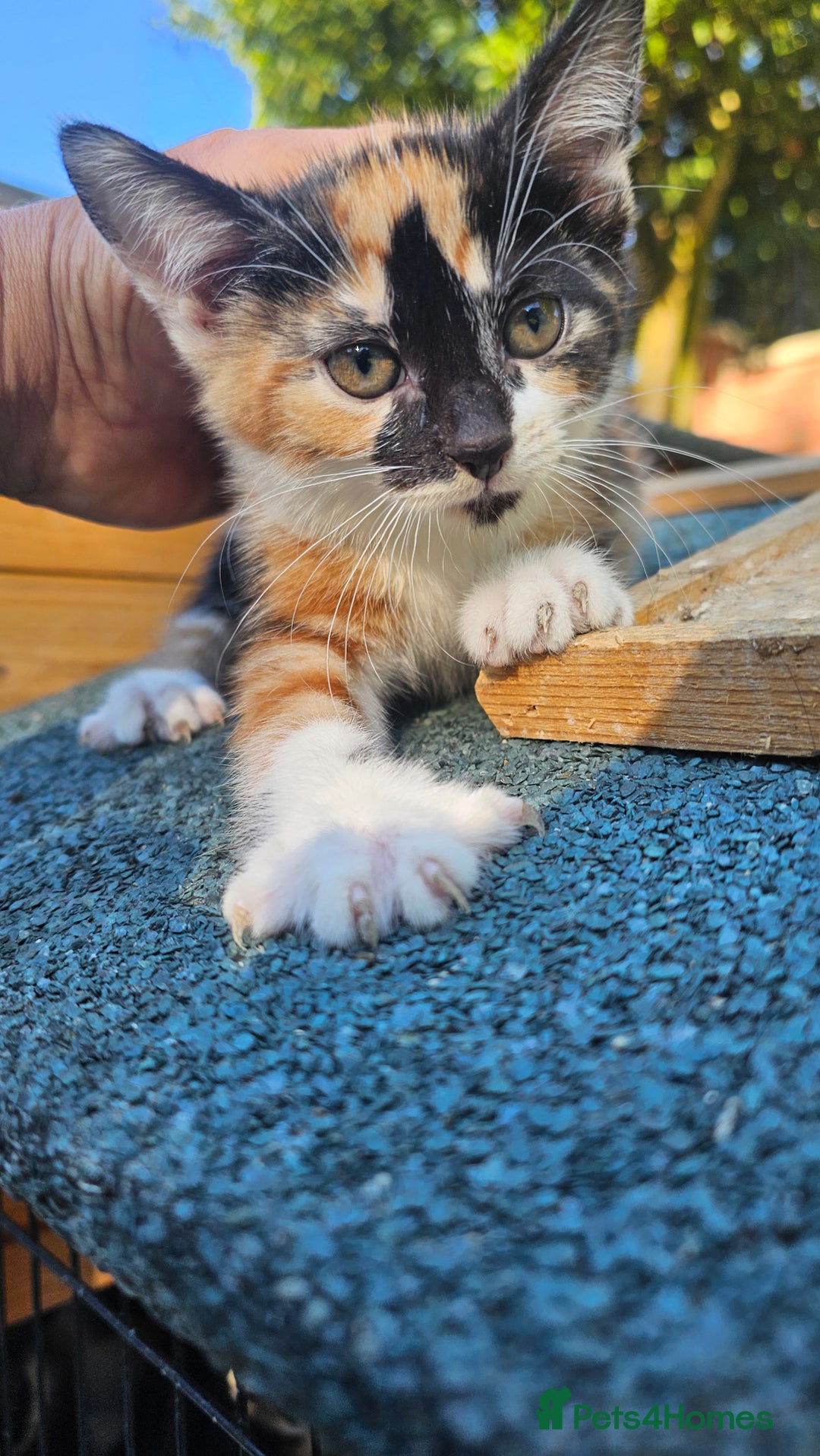 Persian cats for sale: Very beatifull mix breed/Persian kittens  - Image 19