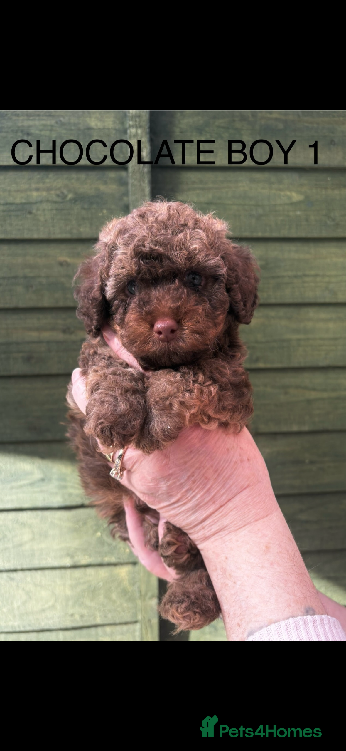 Cockapoo dogs Miniature Cockapoos - Advert 3