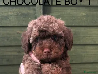 Cockapoo dogs Miniature Cockapoos - Advert 3