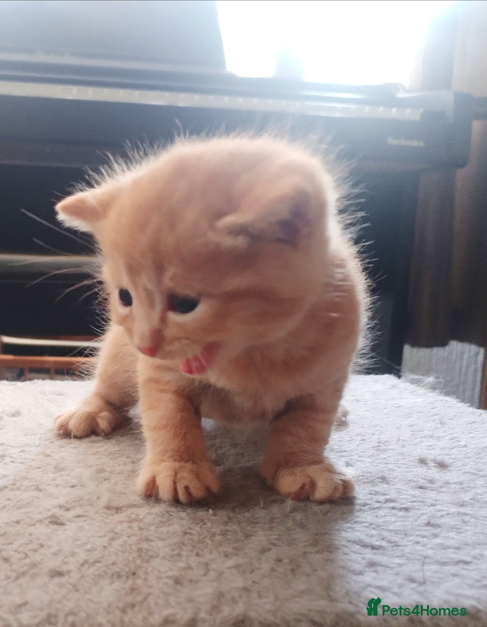 Mixed Breed cats GINGER BOY AND A GIRL  - Advert 1