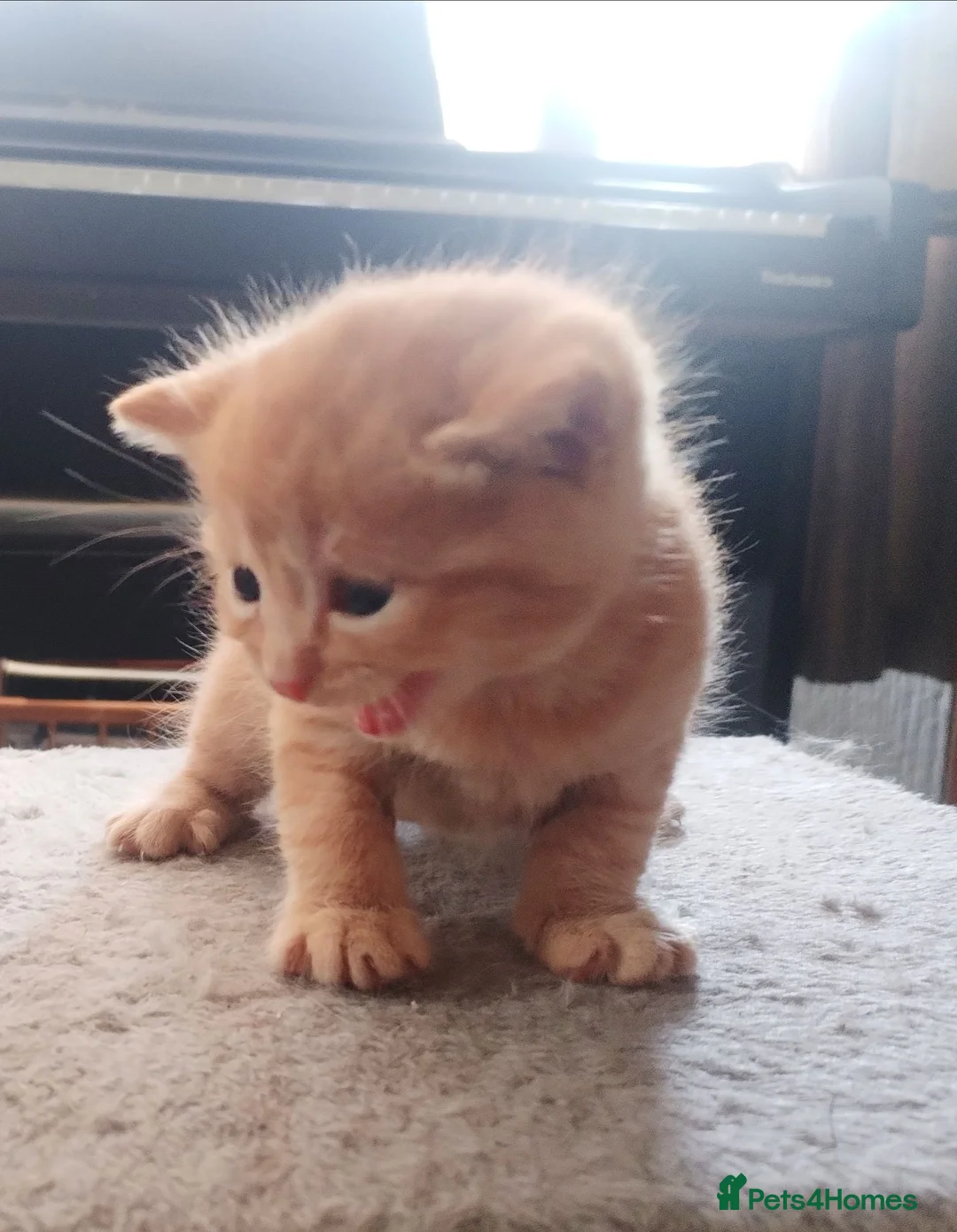 Mixed Breed cats for sale: GINGER BOY AND A GIRL  - Advert 1