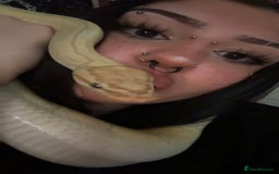 Python Snake reptiles for sale: Banana Ball Python For Sale - Image 3