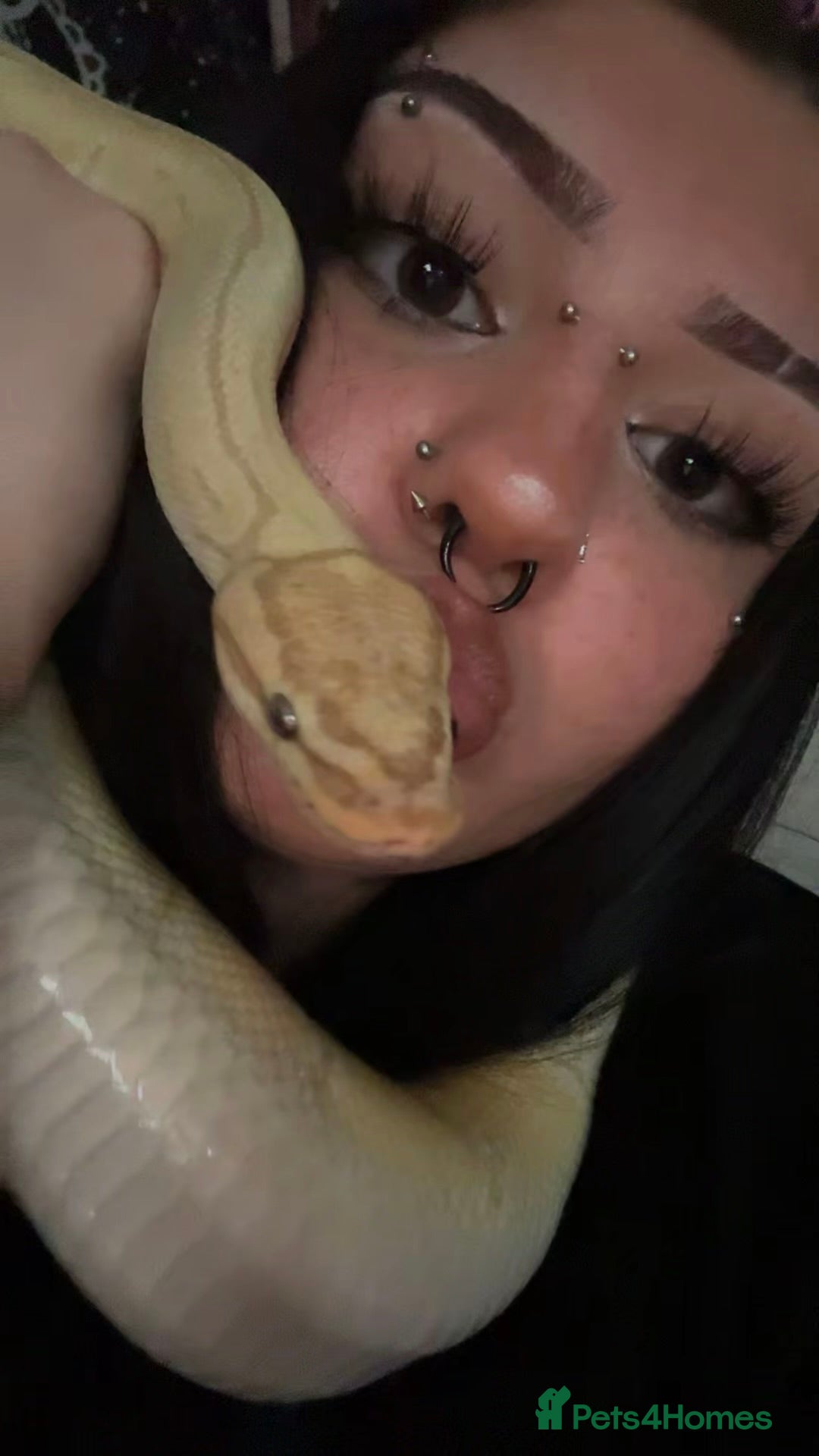 Python Snake reptiles for sale: Banana Ball Python For Sale - Image 3