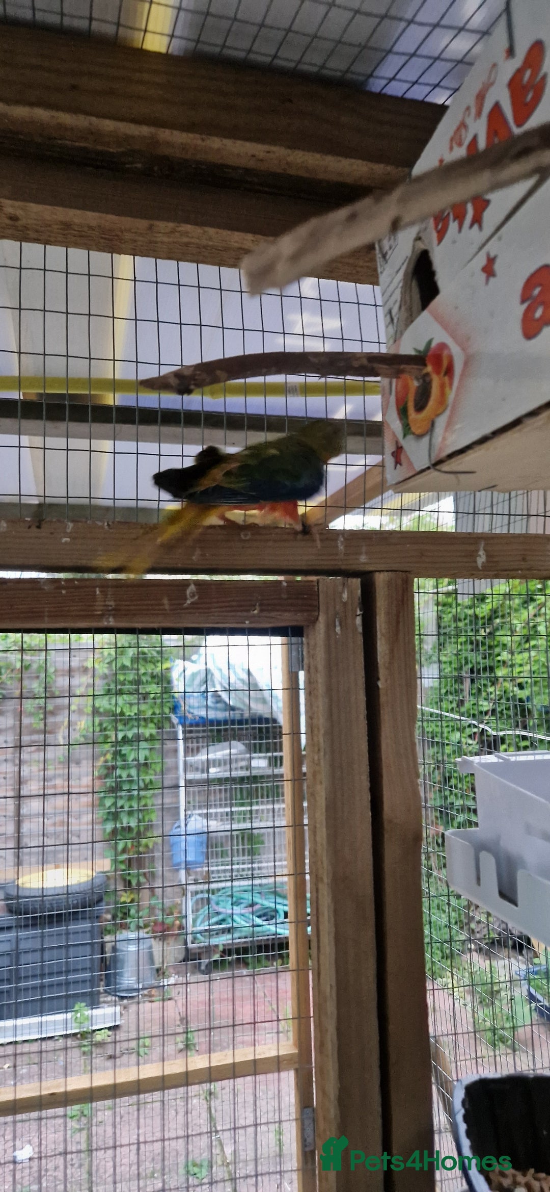 Finches birds for sale: Benghal and Helans finches for sale in E12 - Advert 17