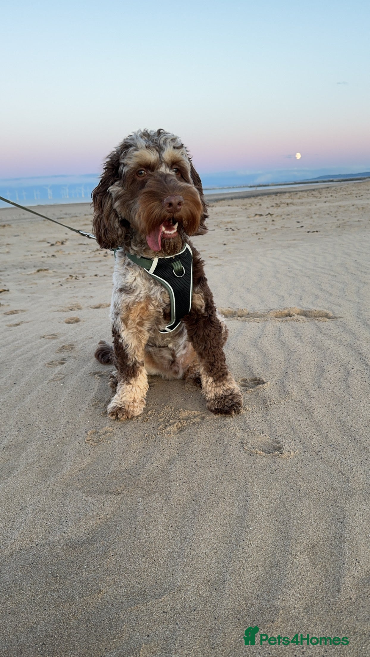 Cockapoo dogs STUD - Cockapoo (Chocolate Merle)  - Advert 12