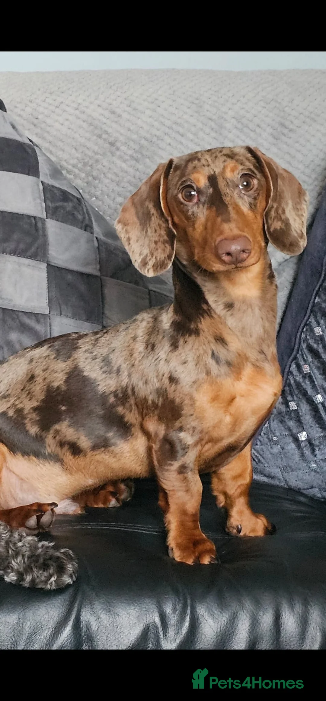 Dachshund dogs for stud: KC registered dapple  - Advert 3