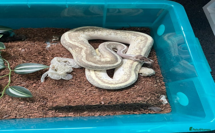 Python Snake reptiles Royal Pythons and hognose for sale  - Advert 1