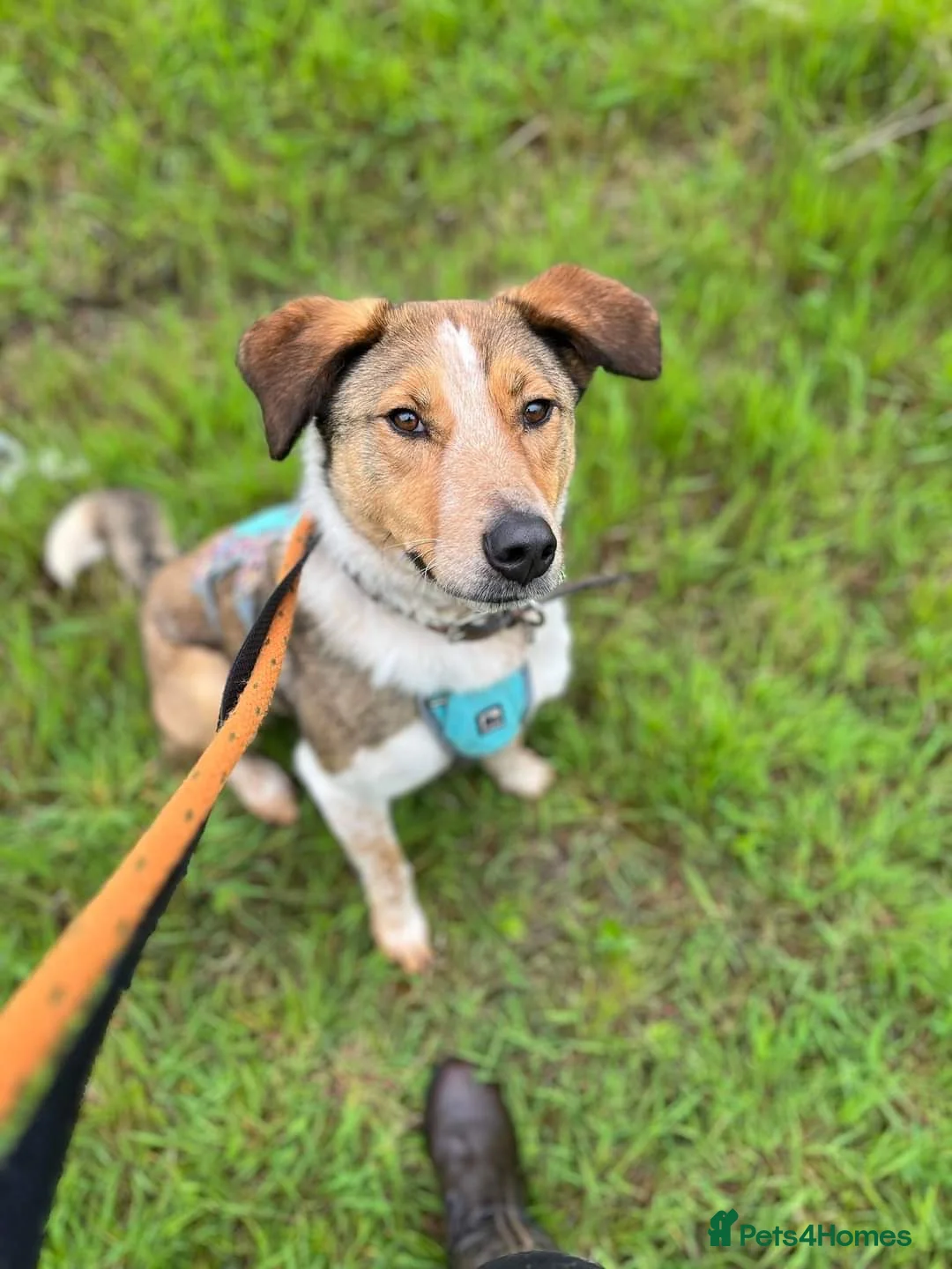 Mixed Breed dogs for adoption: Meet Jiji, currently residing in Cheshire  in Nantwich - Advert 14