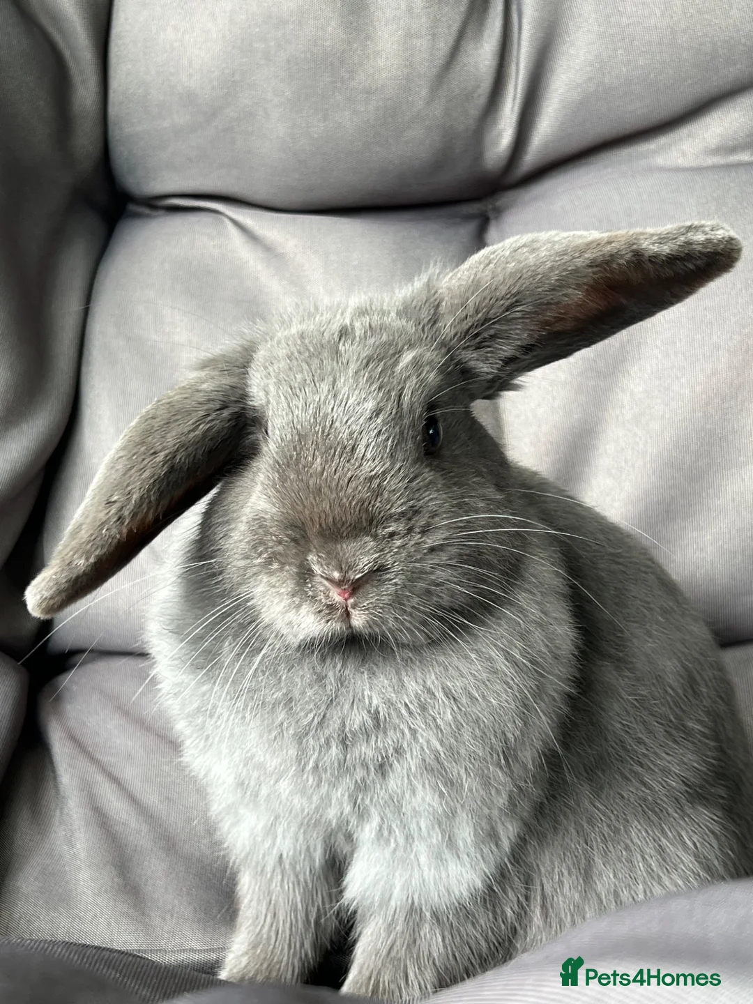 Mini Lop rabbits for sale: Mini lop female  - Advert 7