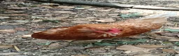 Chickens poultry for sale: Red ranger POL hens for sale  in Solihull - Advert 4