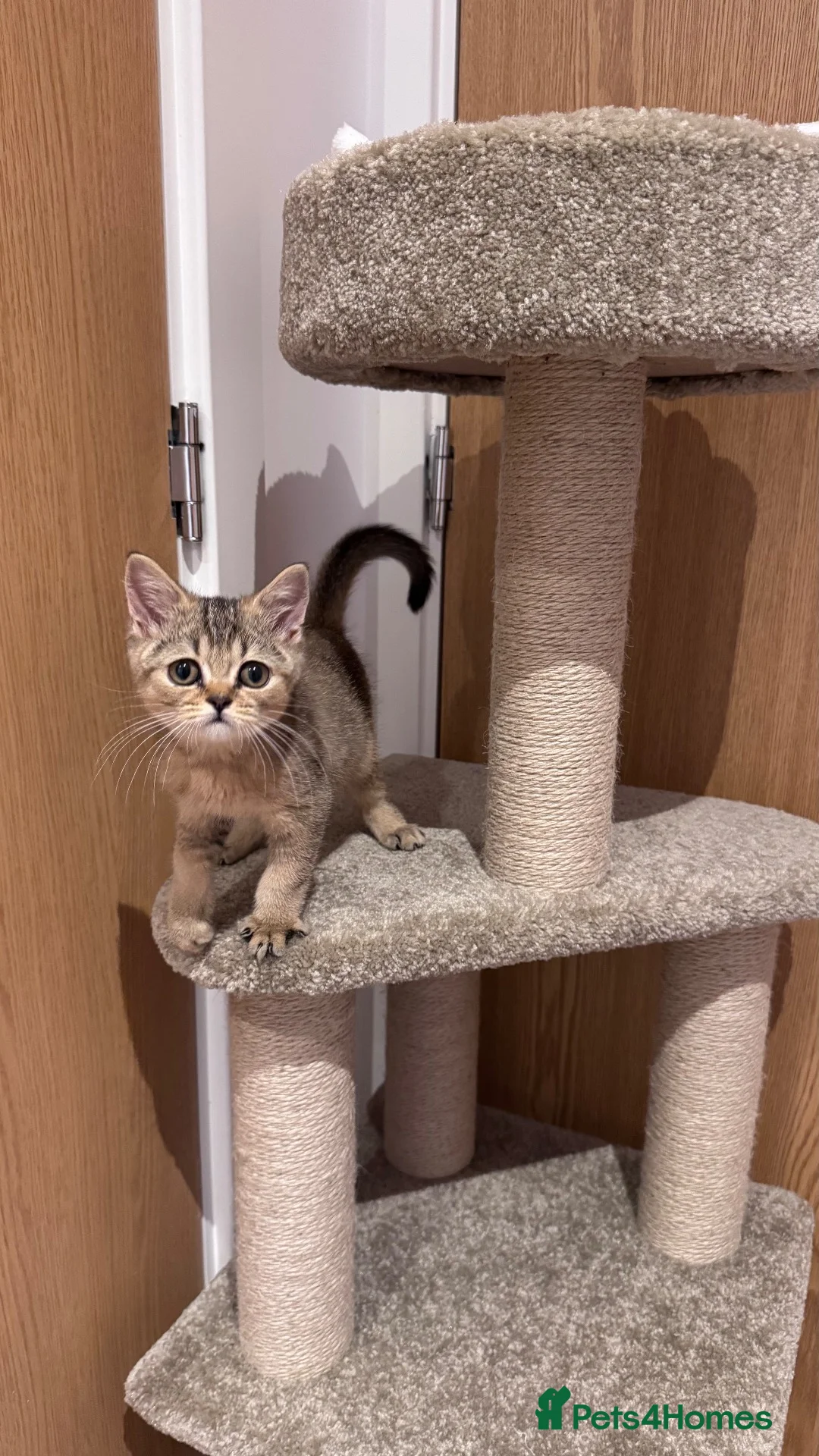 British Shorthair cats for sale: Brown British Shorthair (13 WEEKS) W/ Accessories - Advert 2