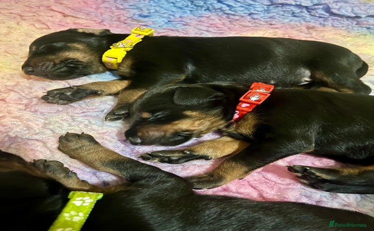 Dobermann dogs - Advert 2