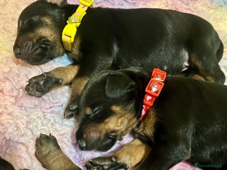 Dobermann dogs - Advert 2