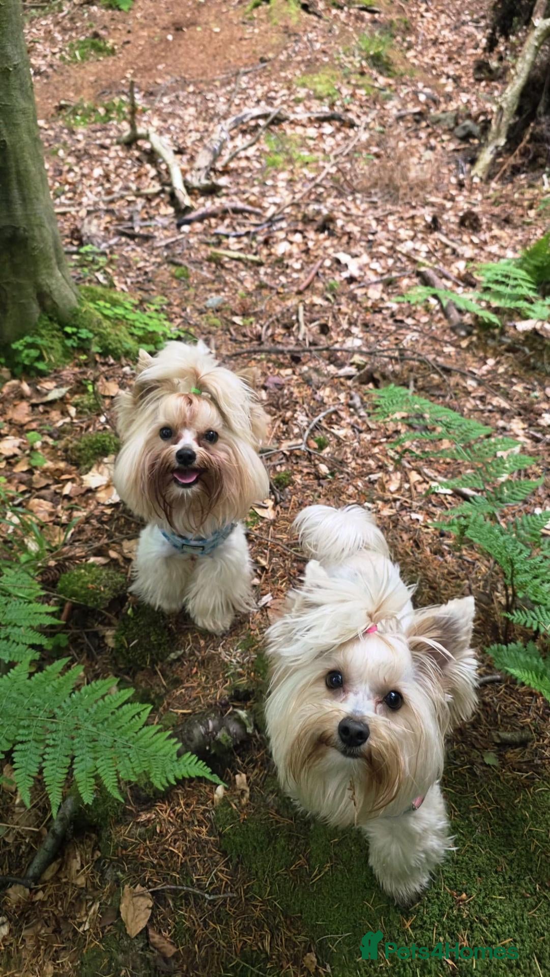 Yorkshire Terrier dogs 🐾 Golddust Yorkshire Terrier Puppies Available 🐾 - Advert 2