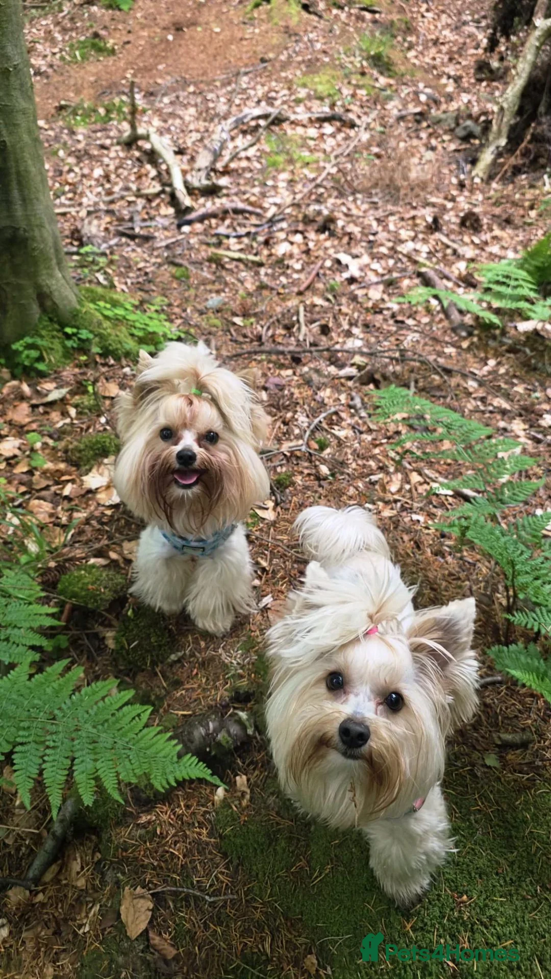 Yorkshire Terrier dogs for sale: 🐾 Golddust Yorkshire Terrier Puppies Available 🐾 - Advert 2