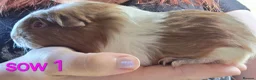 Guinea Pig rodents for sale: Gergouse guinea pigs  - Advert 10